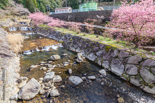 河津桜　見帰りの滝付近　佐賀県唐津市　Kawazu cherry blossoms Near the Mikaeri waterfall Saga-ken Karatsu city photo