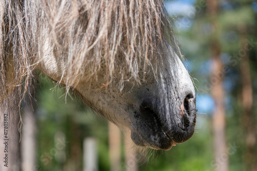 Close up of the muzzle of a gray or silver colored Icelandic horse