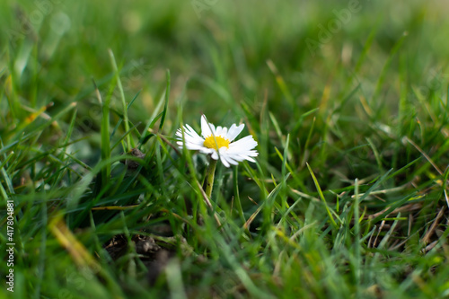 Fotótapéta Focus on a single daisy flower in the middle of a natural herbal background