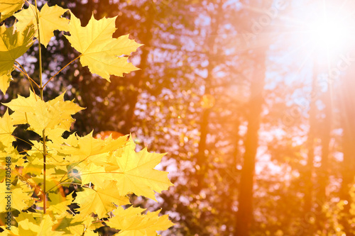 Indian summer - yellow maple leaves in the autumn forest.