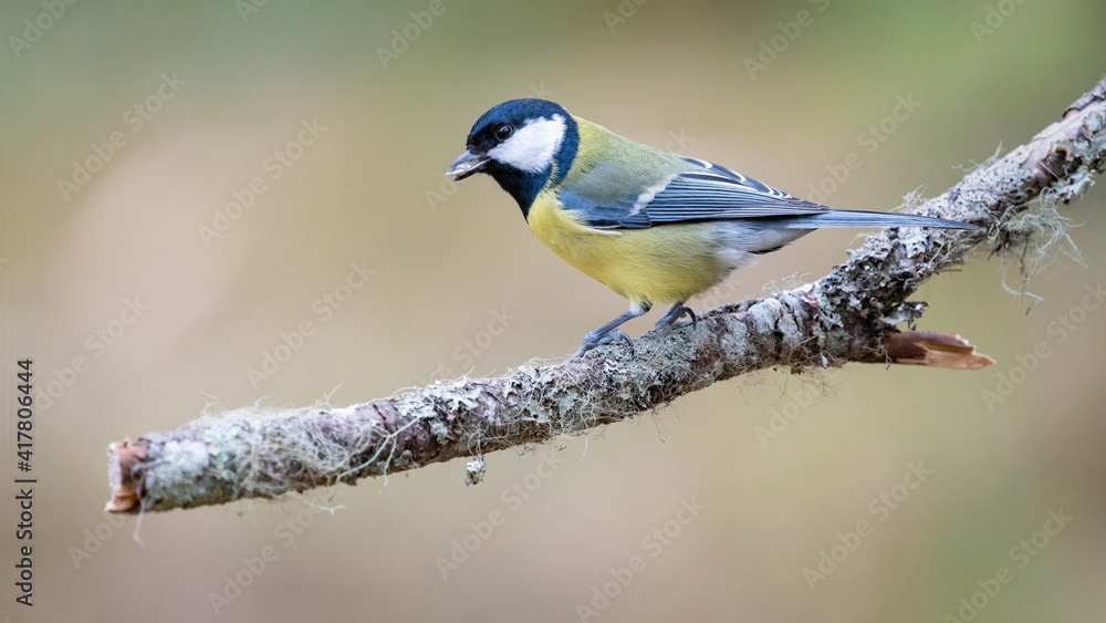 Obraz premium Great tit (Parus major) on a branch