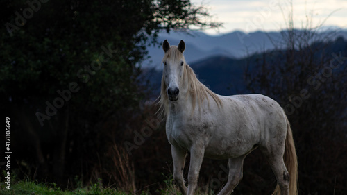Fototapeta Naklejka Na Ścianę i Meble -  beautiful horse in the forest at sunset with mountains