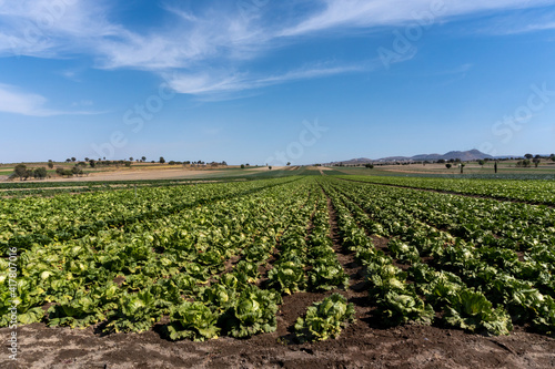 Agricultural cultivated farm landscape with growing organic lettuce plants in rows