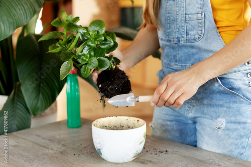 Close-up of a woman's hands transplanting a plant into a new pot. Home gardening, plant care