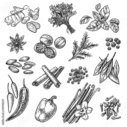 Spices sketches set. Hand drawn cinnamon, cardamom, nutmeg, ginger, clove, vanilla, basil, oregano, rosemary, pepper. Engraved vector illustration for aromatic herbs, cooking ingredients concept
