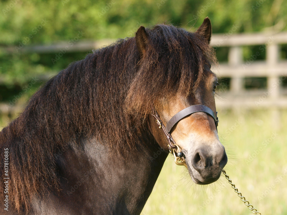 Naklejka premium Exmoor Stallion