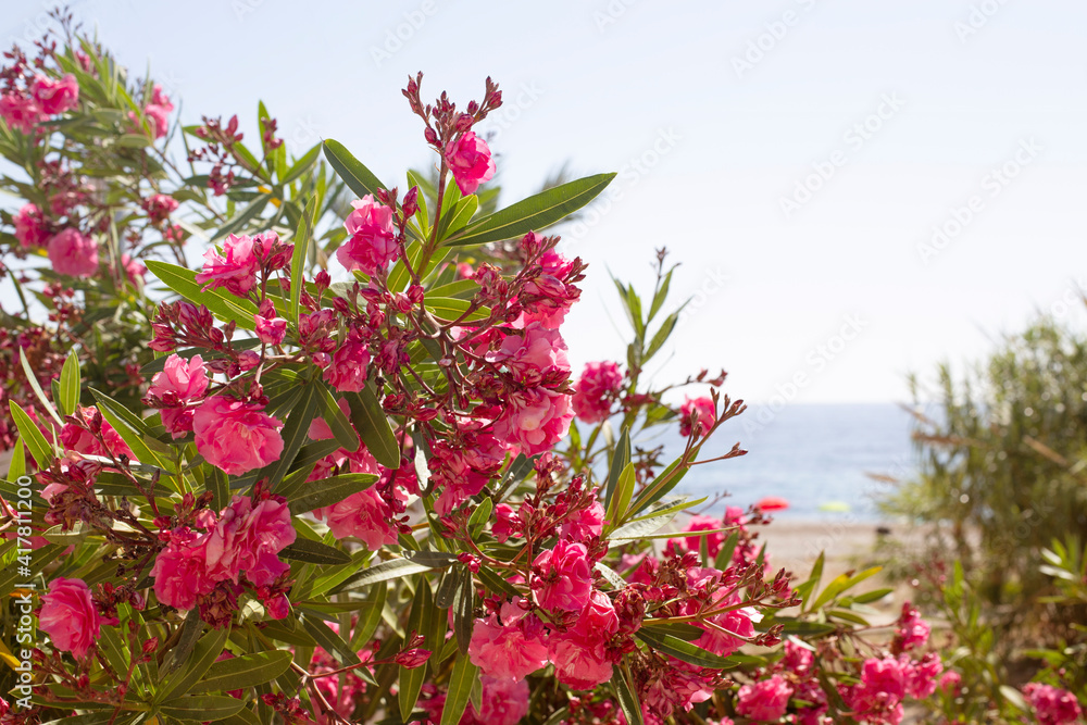 Blooming bougainvillea. Magenta bougainvillea flowers. Bougainvillea flowers as a background.