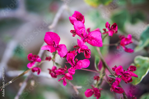 Close up and selective focus of Magenta bougainvillaea blooming bush with flowers. Mediterranean landscape summer concept. Copy space.