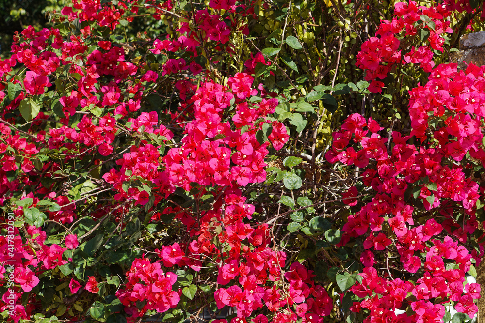 Close up and selective focus of Magenta bougainvillaea blooming bush with flowers. Mediterranean landscape summer concept. Copy space.