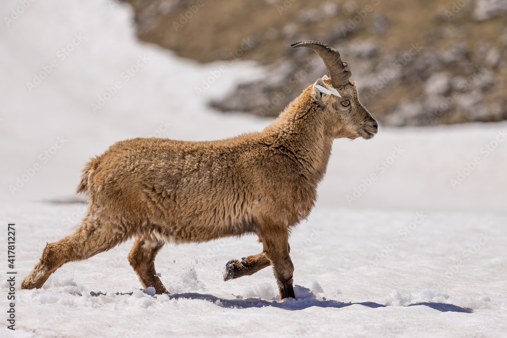Alpine ibex running in the snow, Vercors, France
Alpine ibex running in the snow, Vercors, France