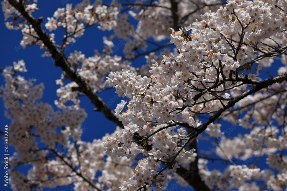 cherry blossom in spring cherry blossom in spring