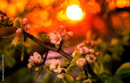 Apple blossoms close-up on the background of a red sunset