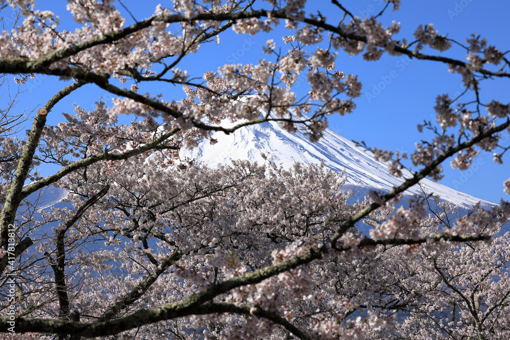 tree blossom tree blossom