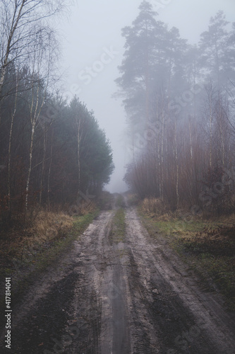 road through a forest covered with fog