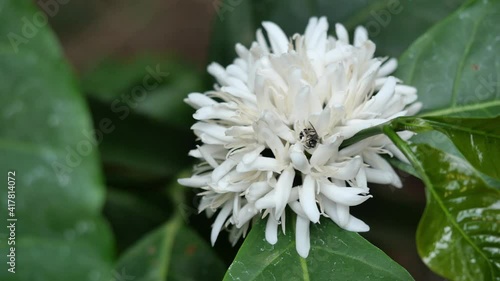 Robusta coffee blossom on tree plant with green leaf with natural brown background. Petals and white stamens of blooming flower, Honey Stingless Bee or Meliponines seeking nectar photo