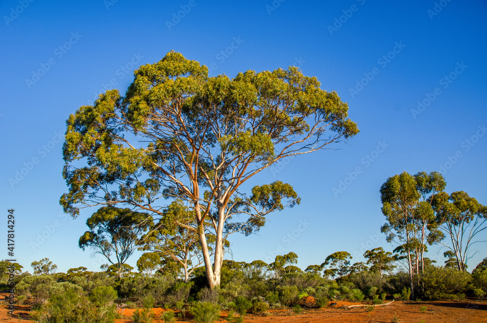 Kalgoorlie is in the Goldfields region of Western Australia