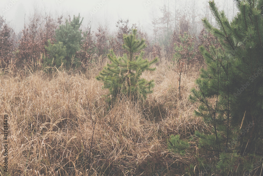 small trees between high grass small trees between high grass