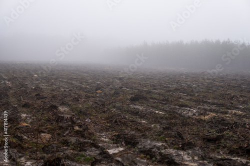 small trees growing on an empty space inside of a forest