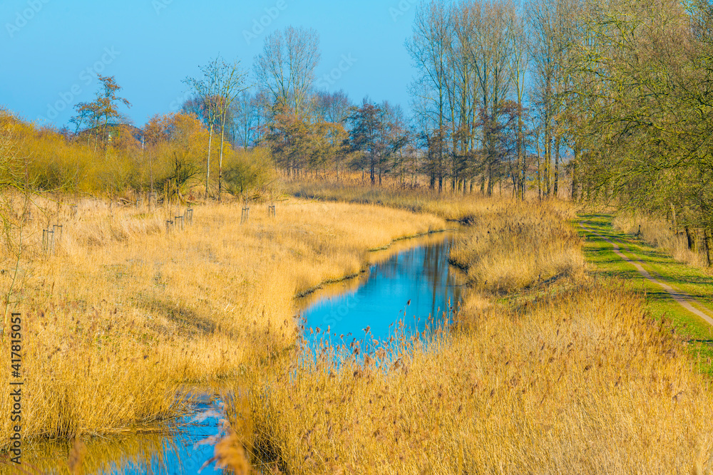 Reed along the edge of a lake in wetland in bright blue sunlight in winter, Almere, Flevoland, The Netherlands, March 2, 2021 Reed along the edge of a lake in wetland in bright blue sunlight in winter, Almere, Flevoland, The Netherlands, March 2, 2021