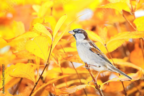 Sparrow in autumn