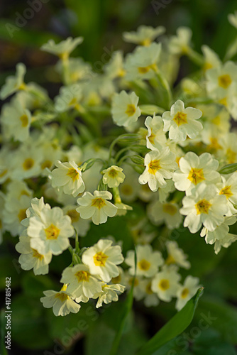 Clustered blooms of primrose in the springtime