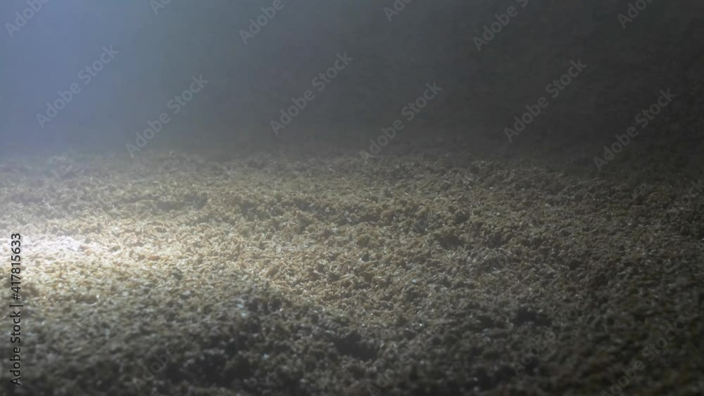 Wort mashing and boiling machine at work. Stirrer mixes malt Wort mashing and boiling machine at work. Stirrer mixes malt