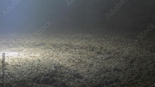 Wort mashing and boiling machine at work. Stirrer mixes malt