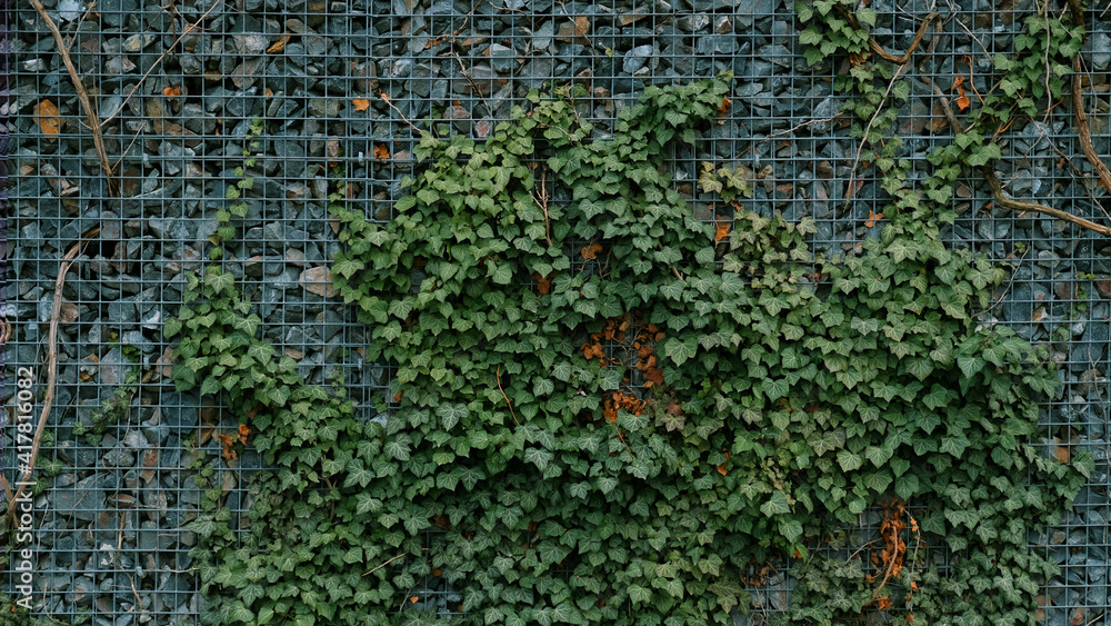 Gabion retaining wall - grey stones in gabion metallic baskets kept by retaining wall wire mesh overgrown with green ivy leaves. Backdrop design and eco wall and die-cut for artwork. A lot of leaves. Gabion retaining wall - grey stones in gabion metallic baskets kept by retaining wall wire mesh overgrown with green ivy leaves. Backdrop design and eco wall and die-cut for artwork. A lot of leaves.