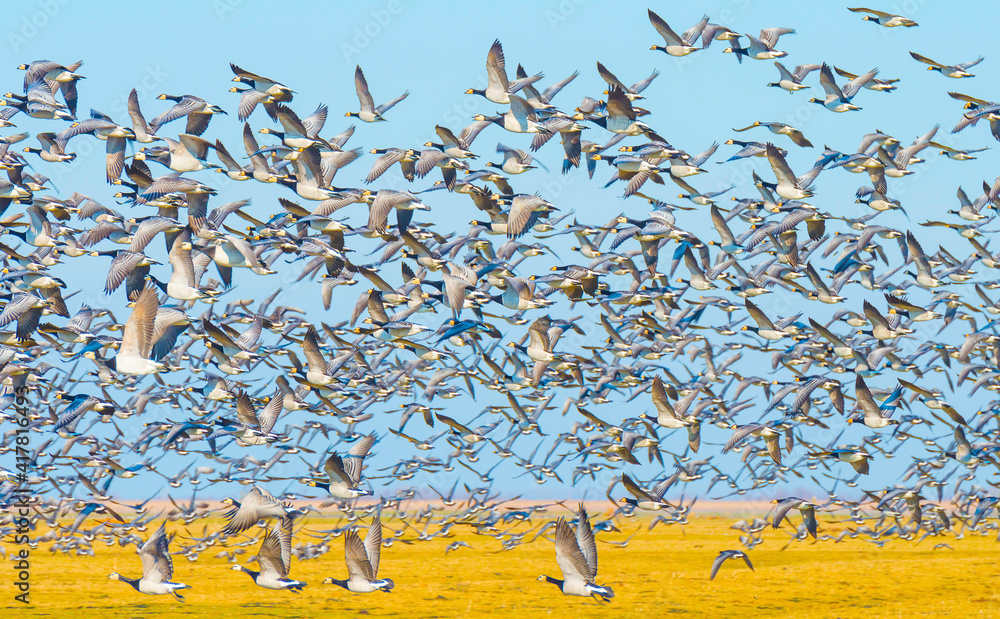 Obraz premium Flock of geese flying in a bright blue sky over wetland in sunlight in winter, Almere, Flevoland, The Netherlands, March 2, 2021