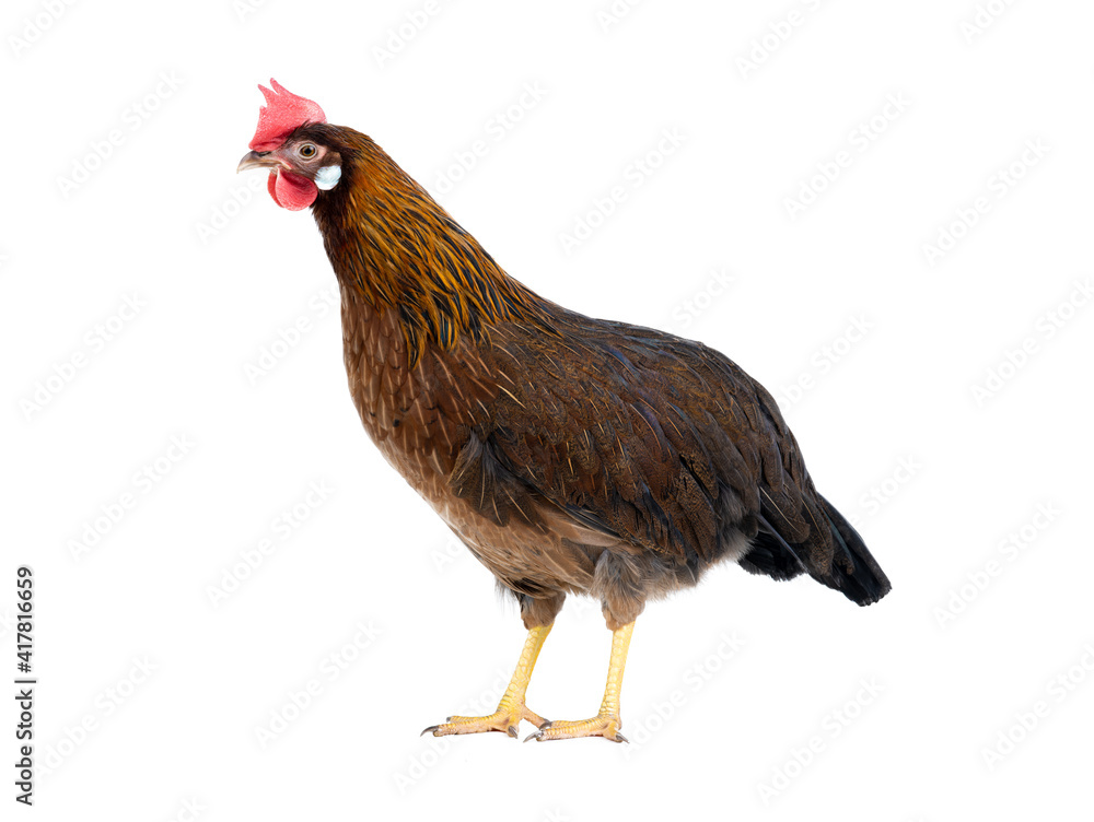 Fototapeta premium brown hen isolated on white background