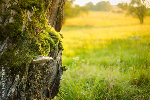 Fototapeta Naklejka Na Ścianę i Meble -  Nature detail in Old Lupkow