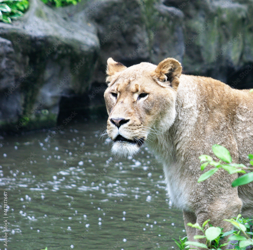 Fototapeta premium A lioness in a zoo near a pond