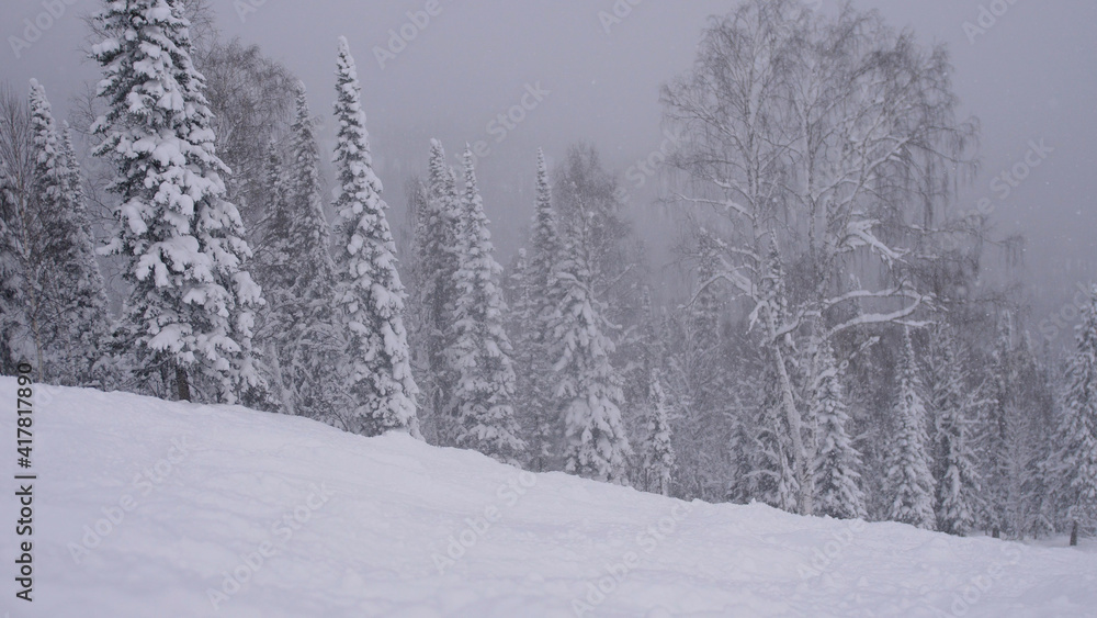 Fototapeta premium Winter snowfall in the forest, lovely snowy Christmas morning with falling snow. Christmas background. Snow covered trees. Winter landscape. Snow covered trees.