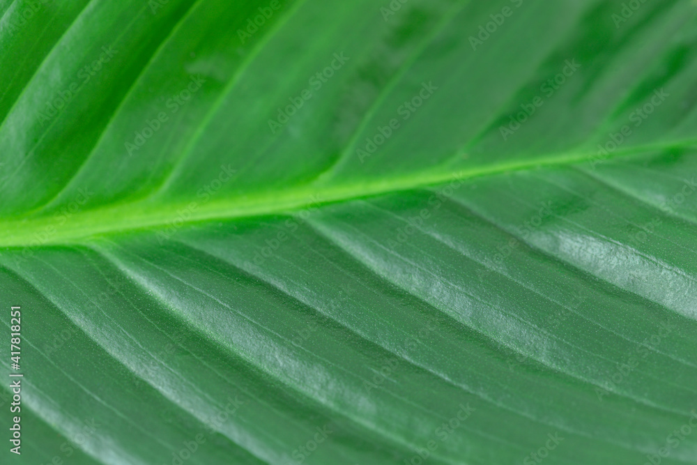 Natural green leaf backdrop in close-up Natural green leaf backdrop in close-up