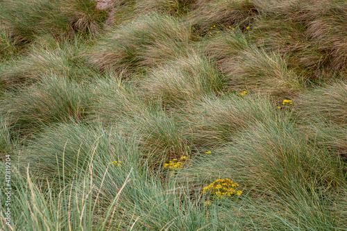Beach grass Ammophila