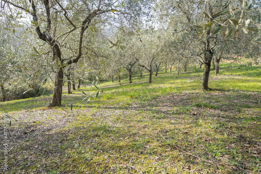 Obraz premium uliveto