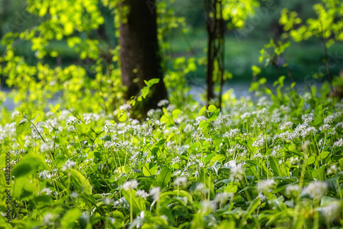 Flowering ramson (wild leek) or wild garlic in the forest, beautiful white flowers, wild growing plant in nature, botanical outdoor background