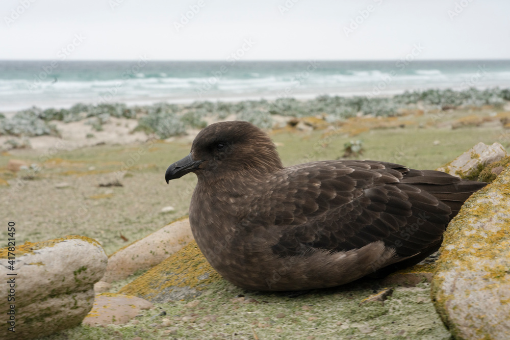 The Falkland Skua (Catharacta antarctica) The Falkland Skua (Catharacta antarctica)