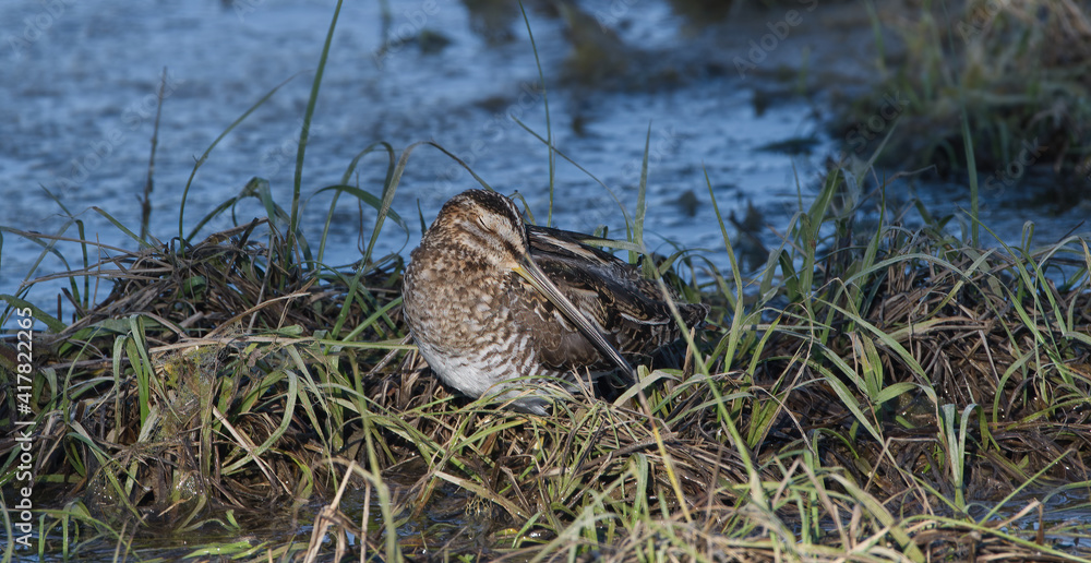 wilson's snipe (Gallinago delicata) sleeping peacefully in small patch of grass at waters edge, eyes closed, head tucked, water background wilson's snipe (Gallinago delicata) sleeping peacefully in small patch of grass at waters edge, eyes closed, head tucked, water background