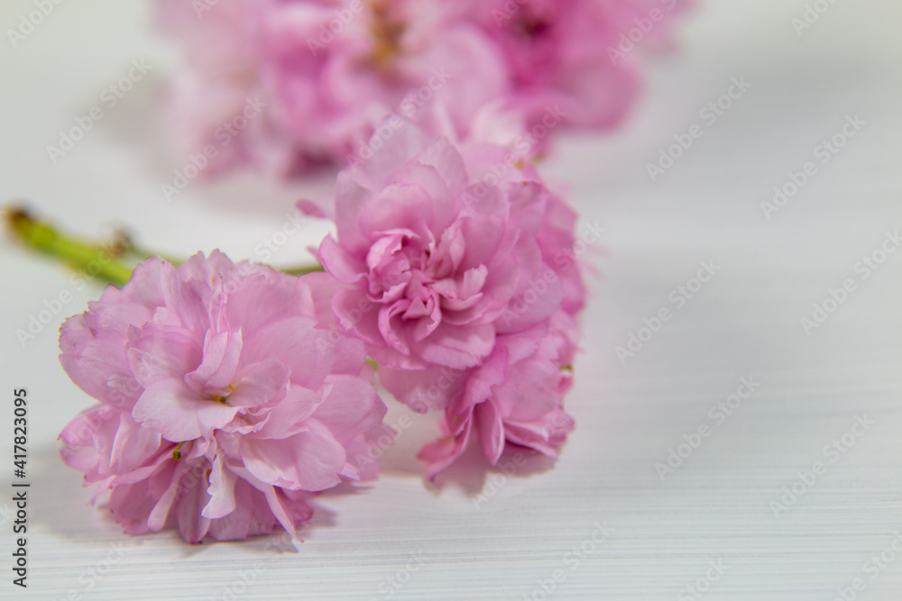 背景素材　庭に咲いた枝垂れ桜の花