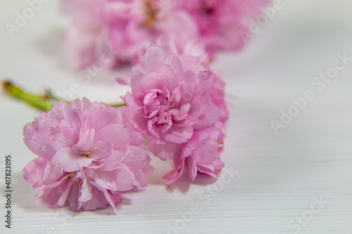 Fototapeta Naklejka Na Ścianę i Meble -  背景素材　庭に咲いた枝垂れ桜の花