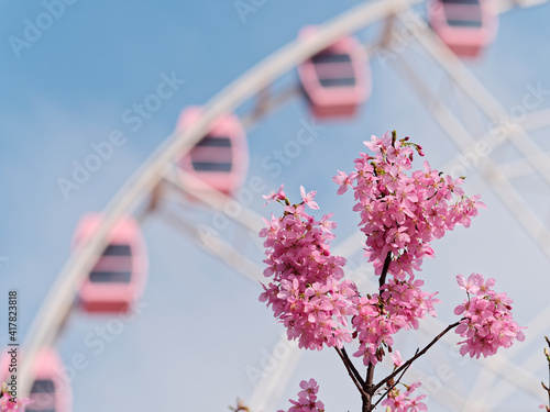 Photography Beautiful pink cherry blossoms and blur pink Ferris wheel background with blue sky background, spring flowers series