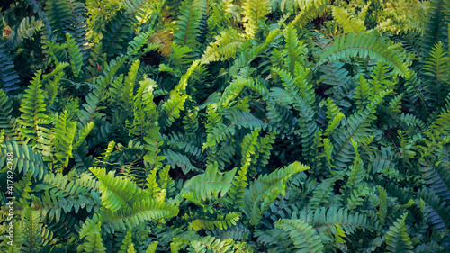 photo of fern plants in the garden