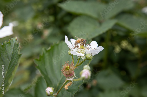 Biene auf Brombeerblüte