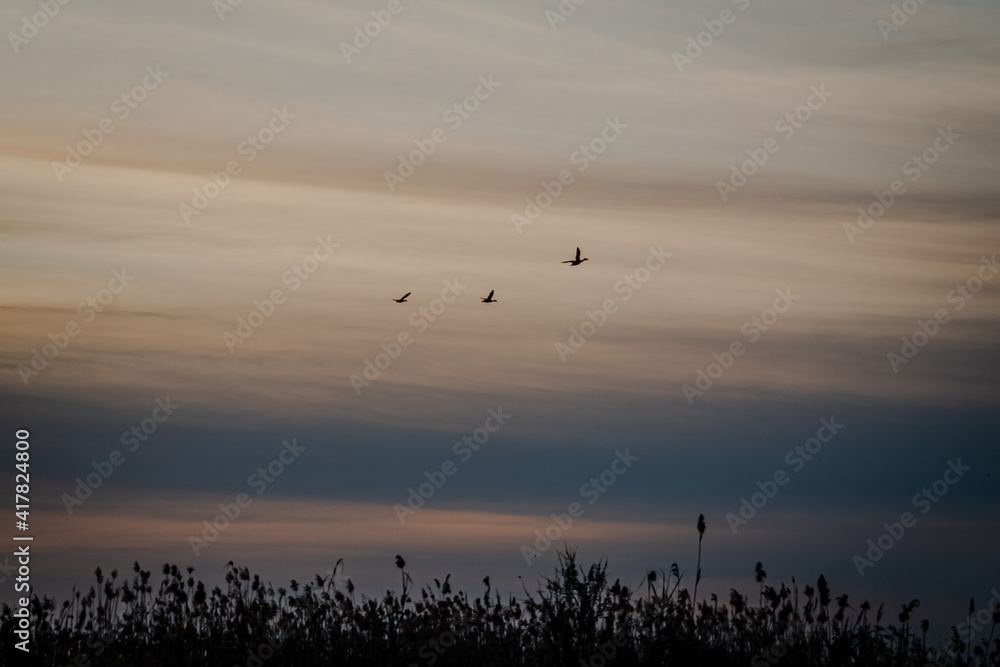 Spain. Sunrise in the El Hondo de Elche natural park. Alicante Spain. Sunrise in the El Hondo de Elche natural park. Alicante