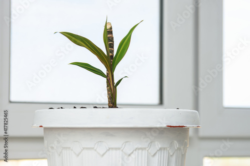 Seedling of a plant Cordilina close-up in a pot on a background of a window photo