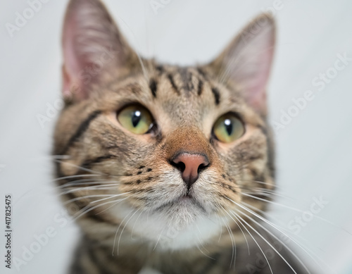 Fototapeta Naklejka Na Ścianę i Meble -  young gray striped cat