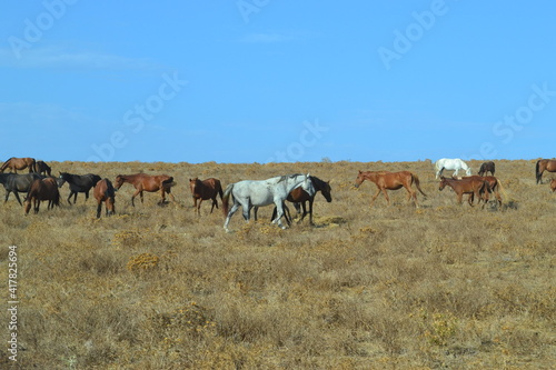 Fototapeta Naklejka Na Ścianę i Meble -  Cavalli selvaggi nelle praterie della Sardegna
