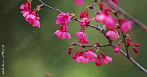 Beautiful view of Japanese white-eye bird on a blossom