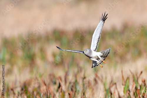 male northern harrier  circus hudsonius   grey ghost hunting over marsh